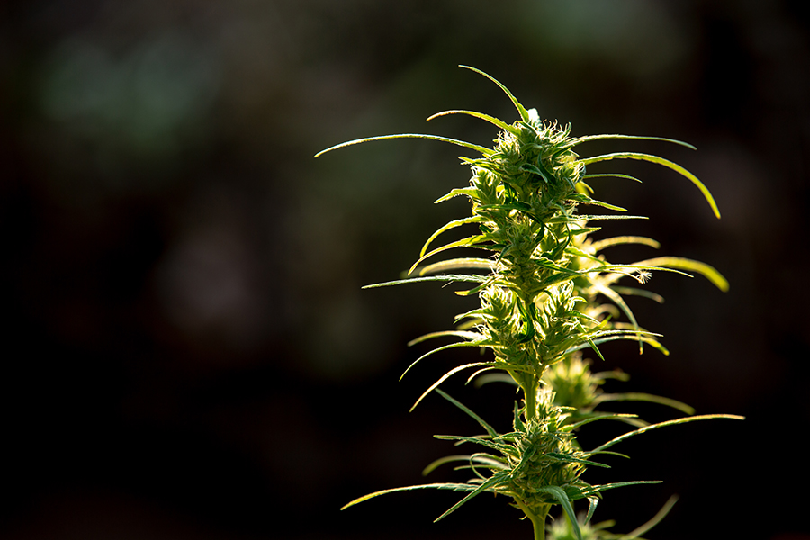 Fleur de cannabis dans un champ